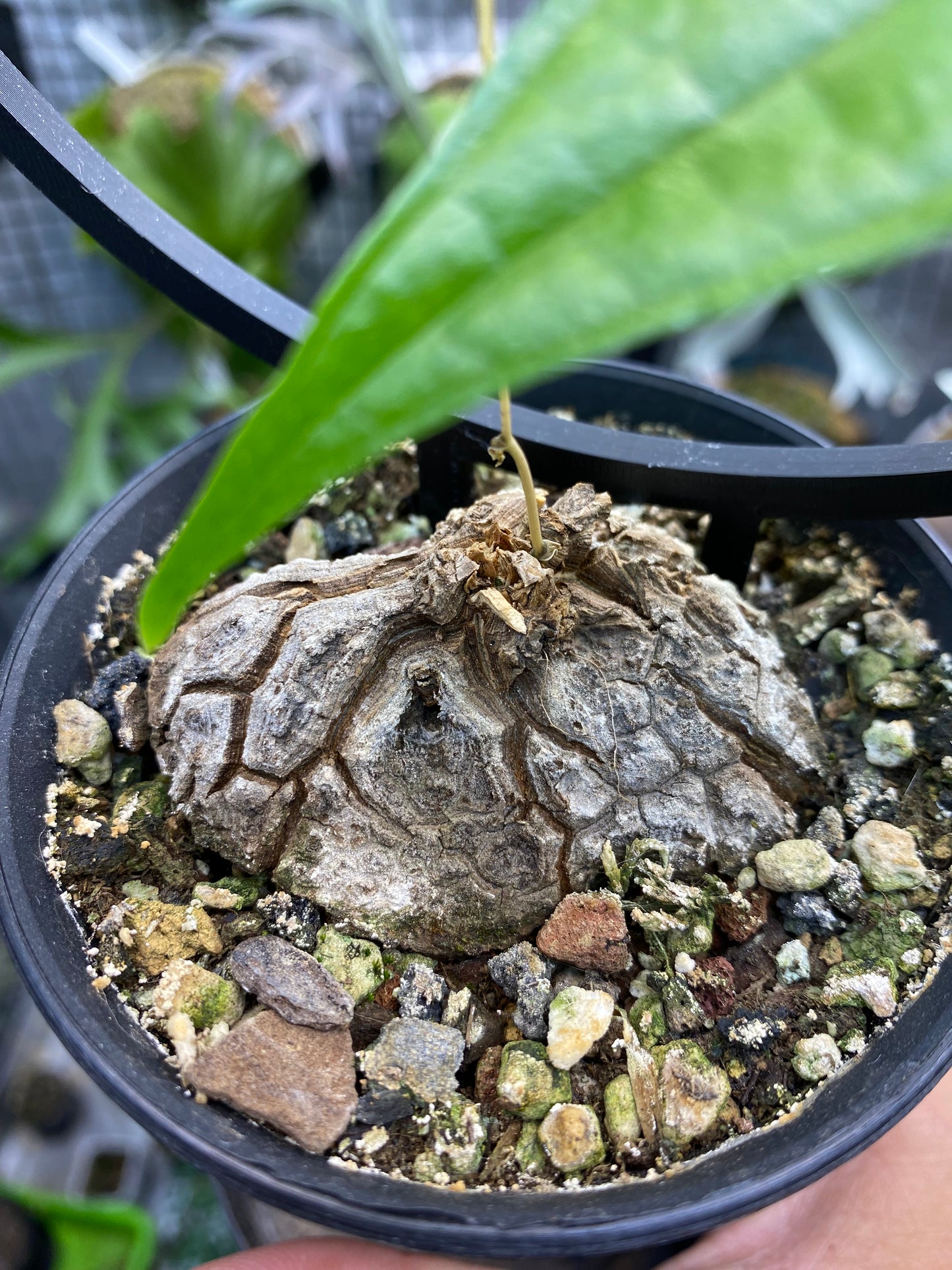 Dioscorea Mexicana
