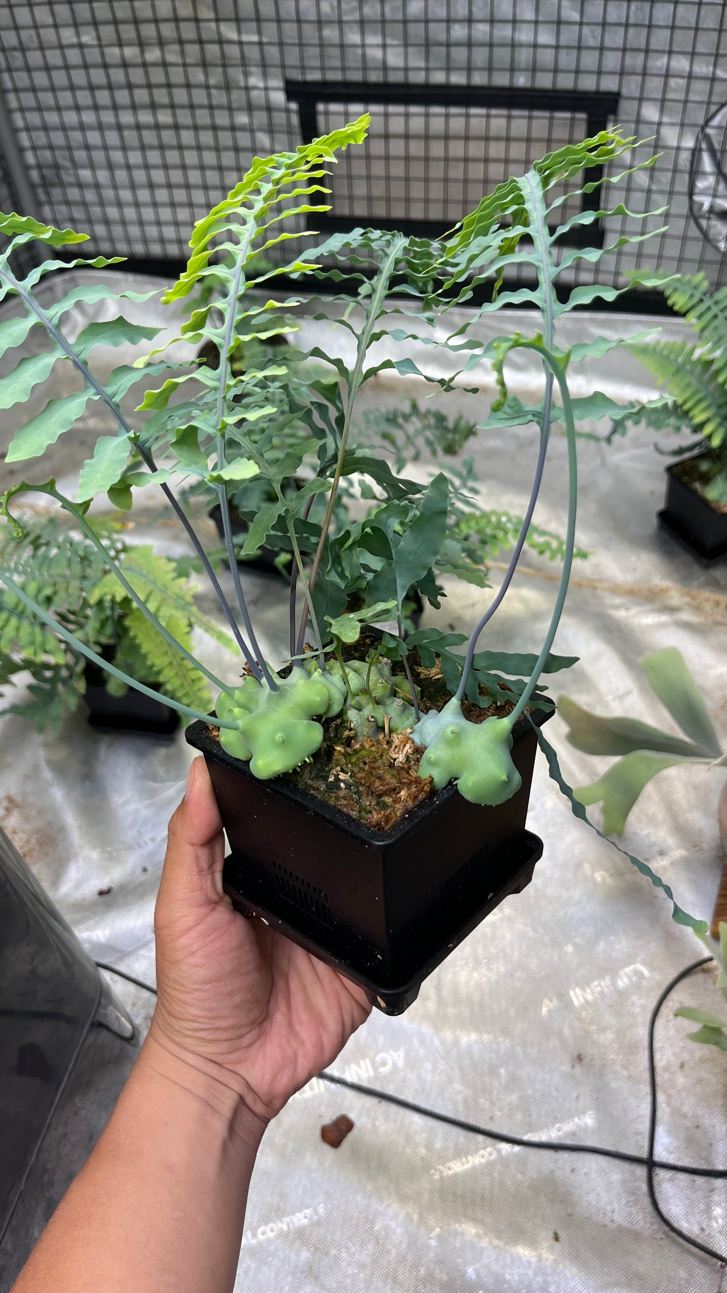 Lecanopteris Deparioides