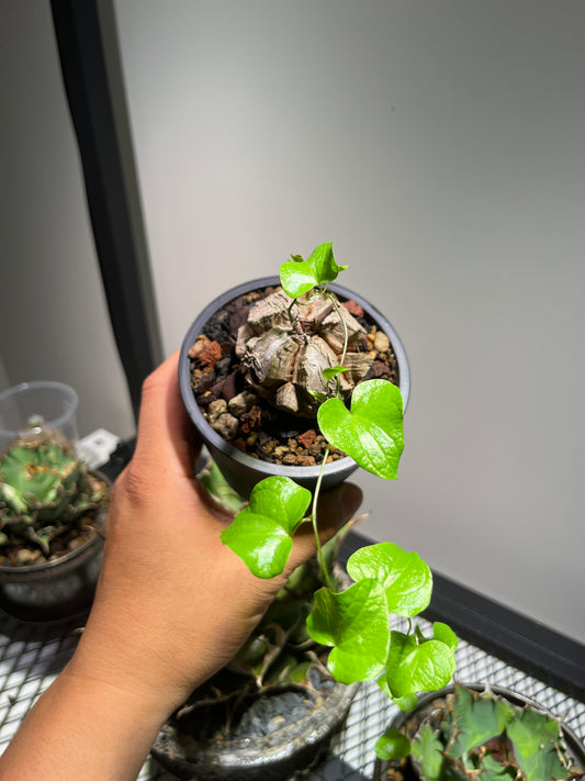 Dioscorea Elephantipes: The Living Sculpture Your Collection Needs