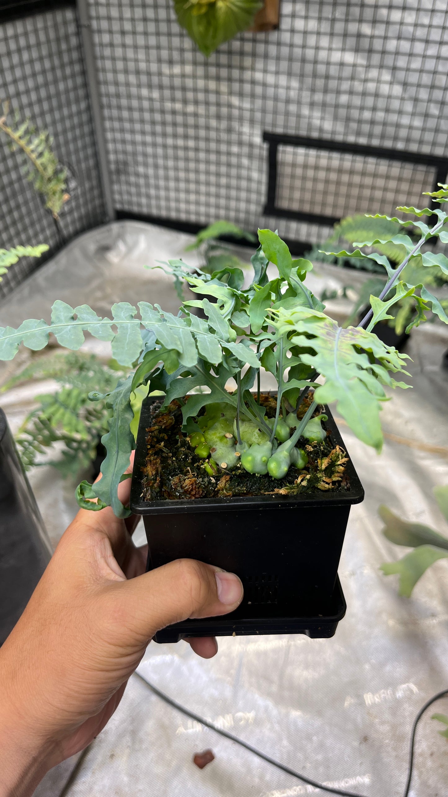 Lecanopteris Deparioides