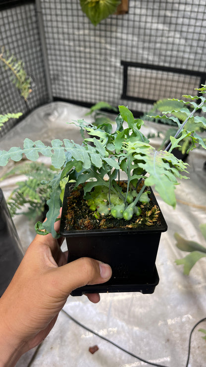 Lecanopteris Deparioides