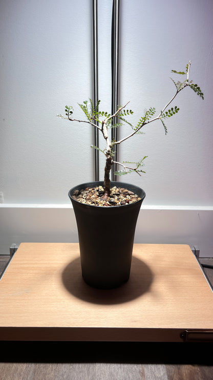 Operculicarya pachypus