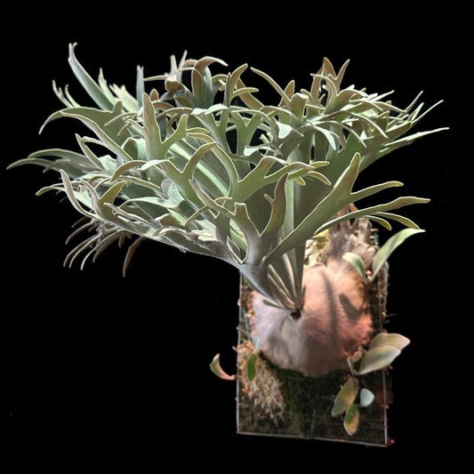 Platycerium “Pedro Tatsuta” - Willinckii Collector’s Masterpiece