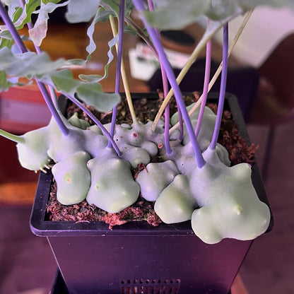 Lecanopteris Deparioides