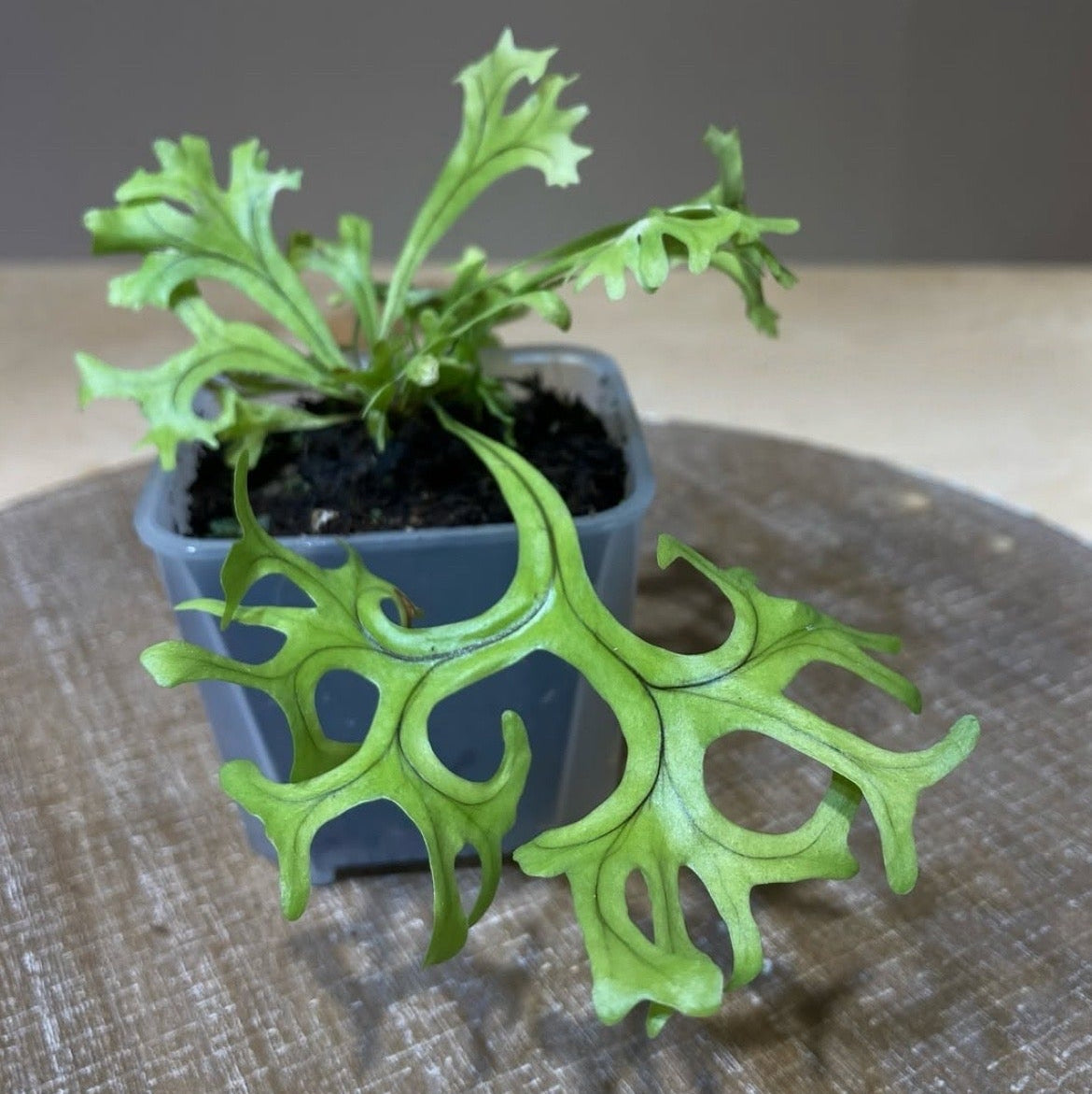 Microsorum sp. “fireworks”