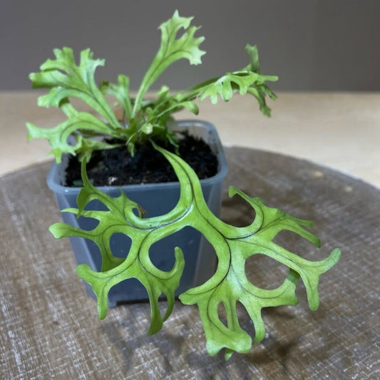 Microsorum sp. “fireworks”