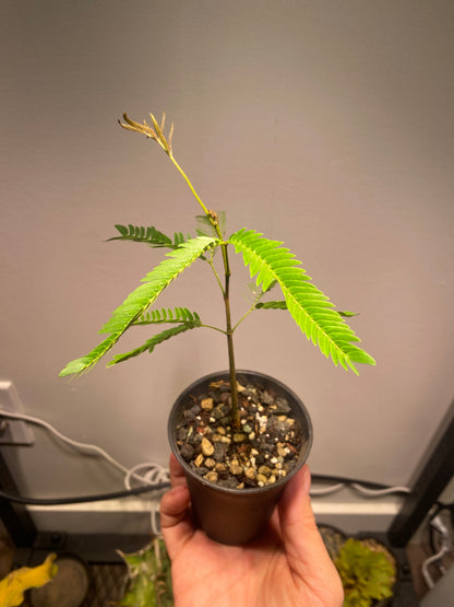 Cojoba Arborea - Japanese everfresh tree