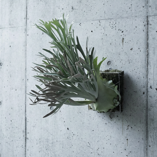 Platycerium « Elsa » - Reine des neiges Staghorn