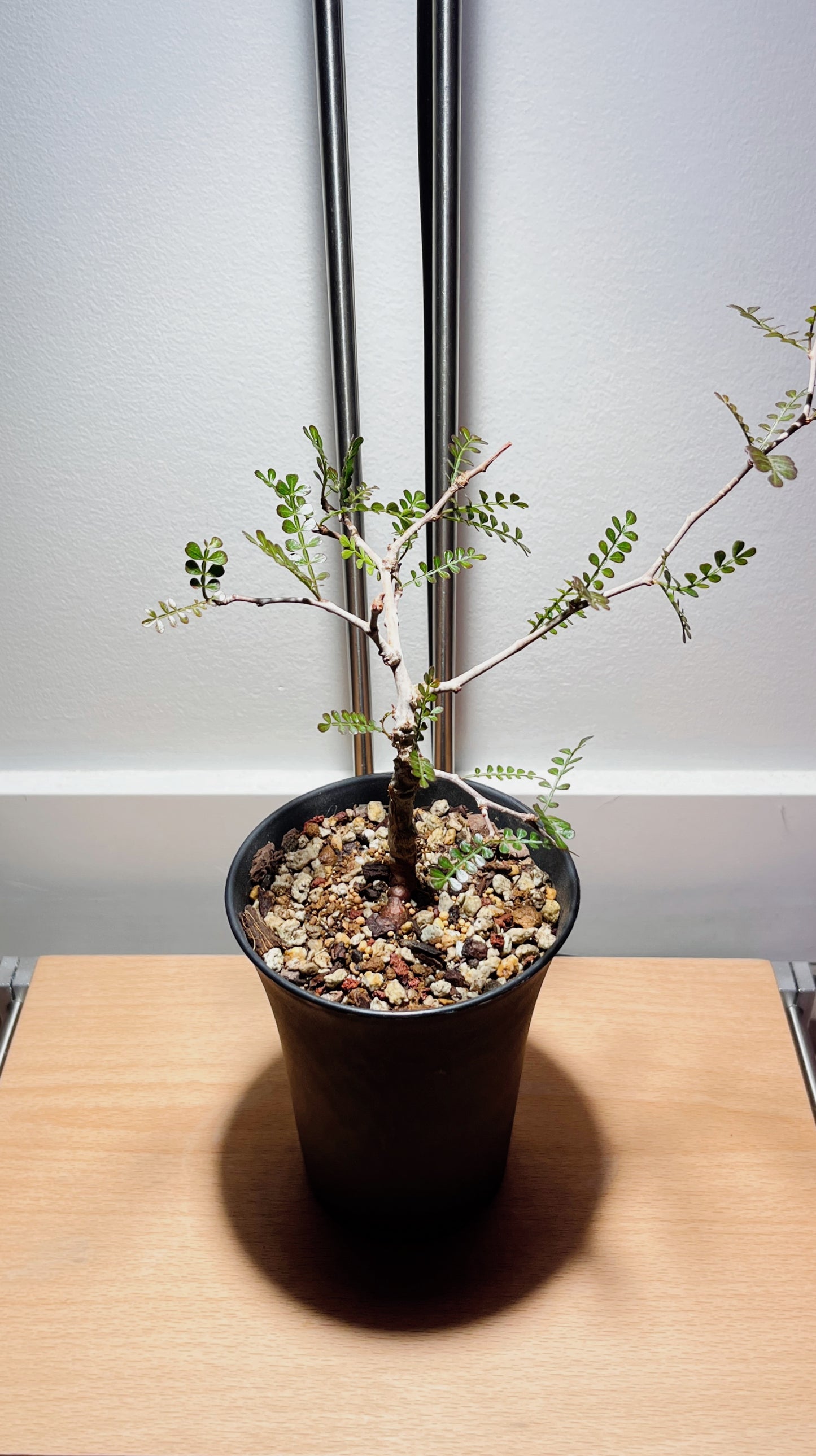 Operculicarya pachypus