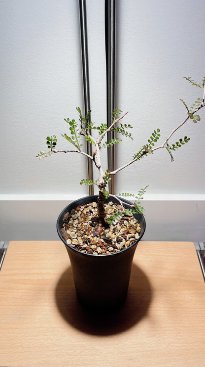 Operculicarya pachypus