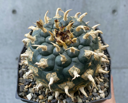 Lophophora koehresii var. San Francisco: The Black Sheep