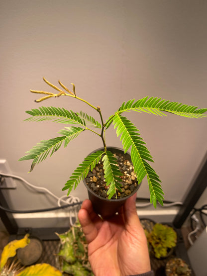 Cojoba Arborea - Japanese everfresh tree