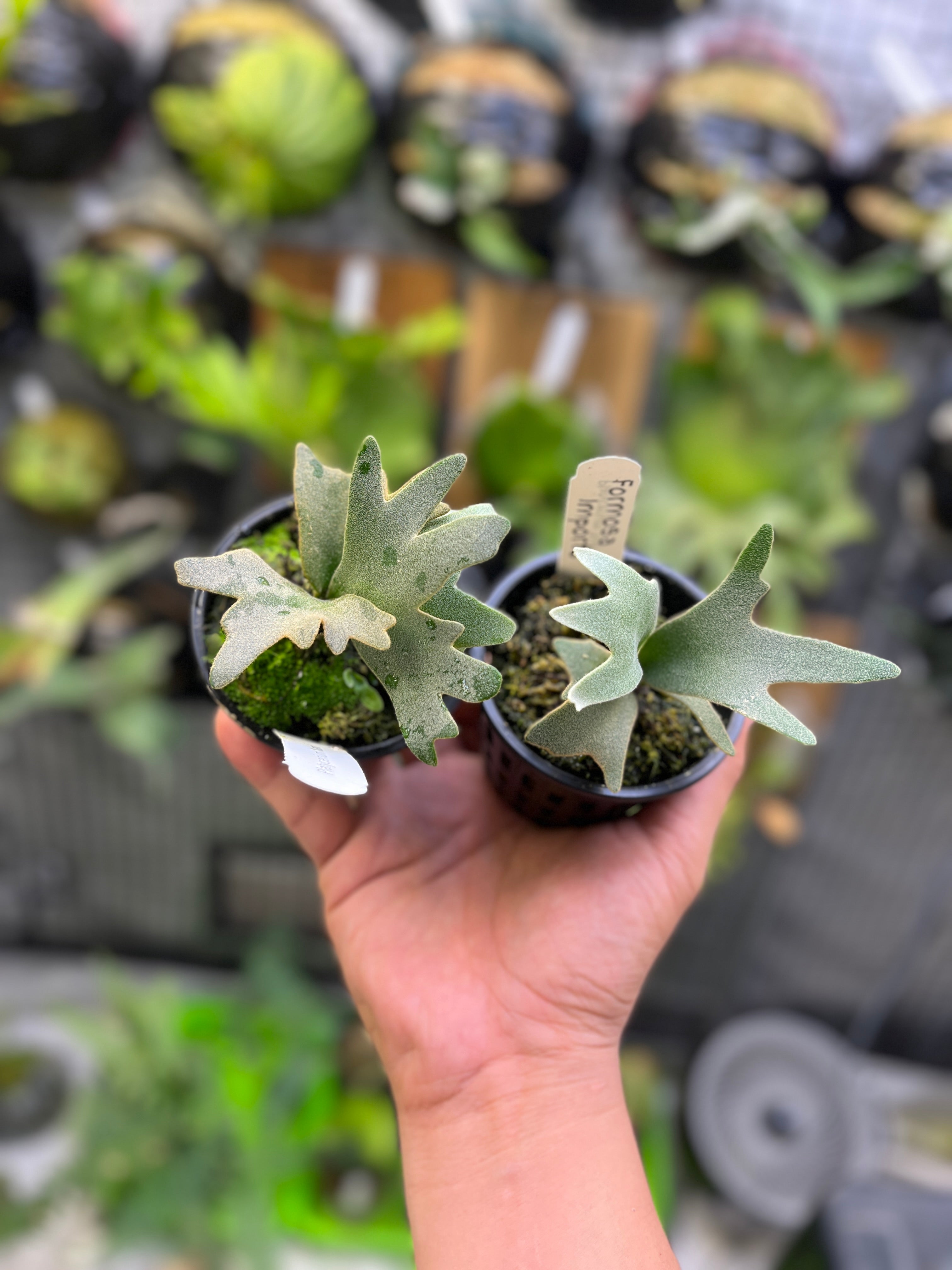 ビカクシダ Platycerium willinckii nano Platycerium willinckii 'Nano'