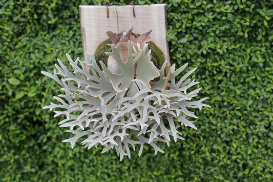 Platycerium "Nano"