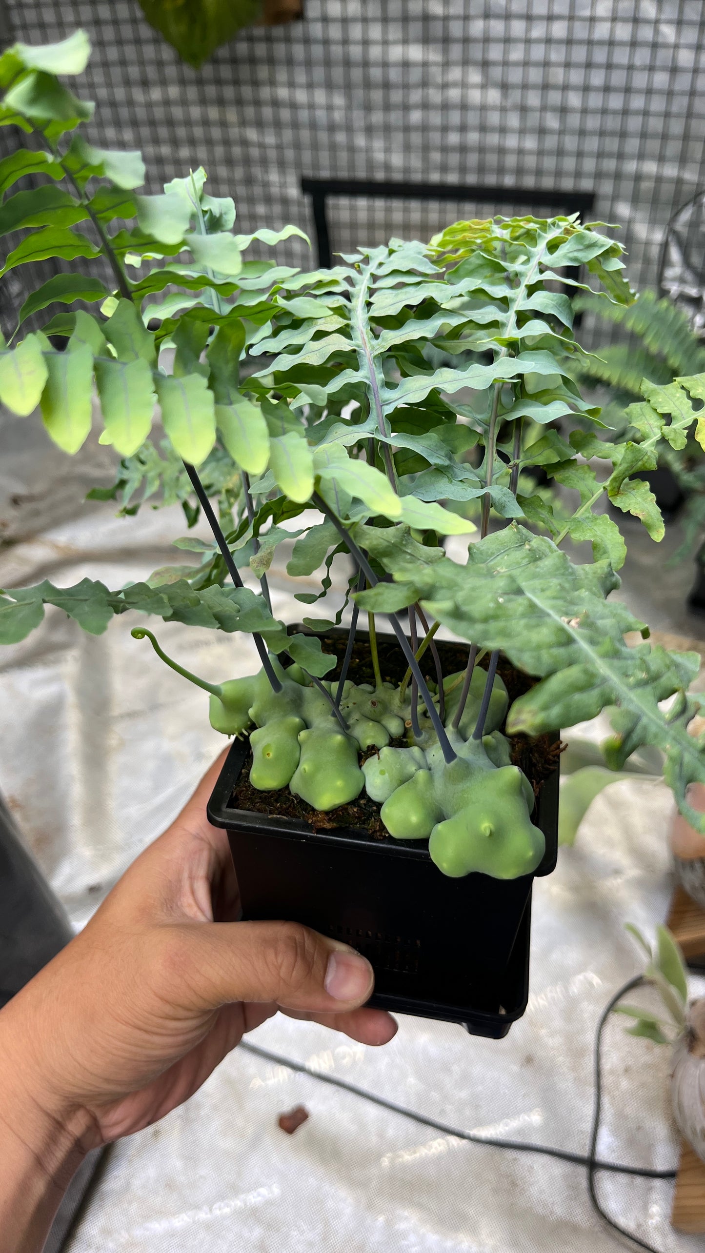 Lecanopteris Deparioides