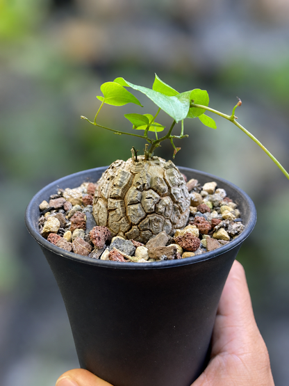 Dioscorea Elephantipes