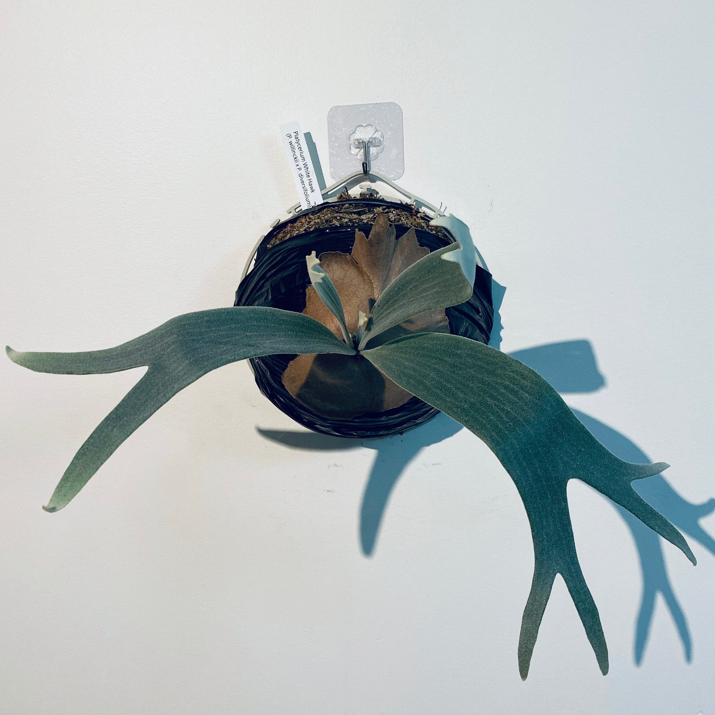 Platycerium ‘White Hawk’: The Winter Collection