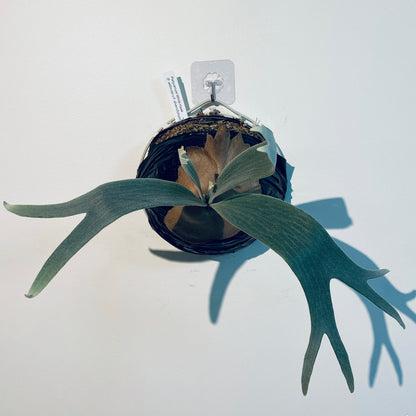 Platycerium ‘White Hawk’: The Winter Collection