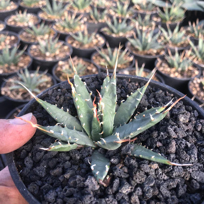 (COMING SOON) Agave Utahensis var. Eborispina - Seed Grown