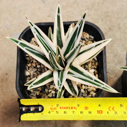 Agave victoriae reginae “white rhino”