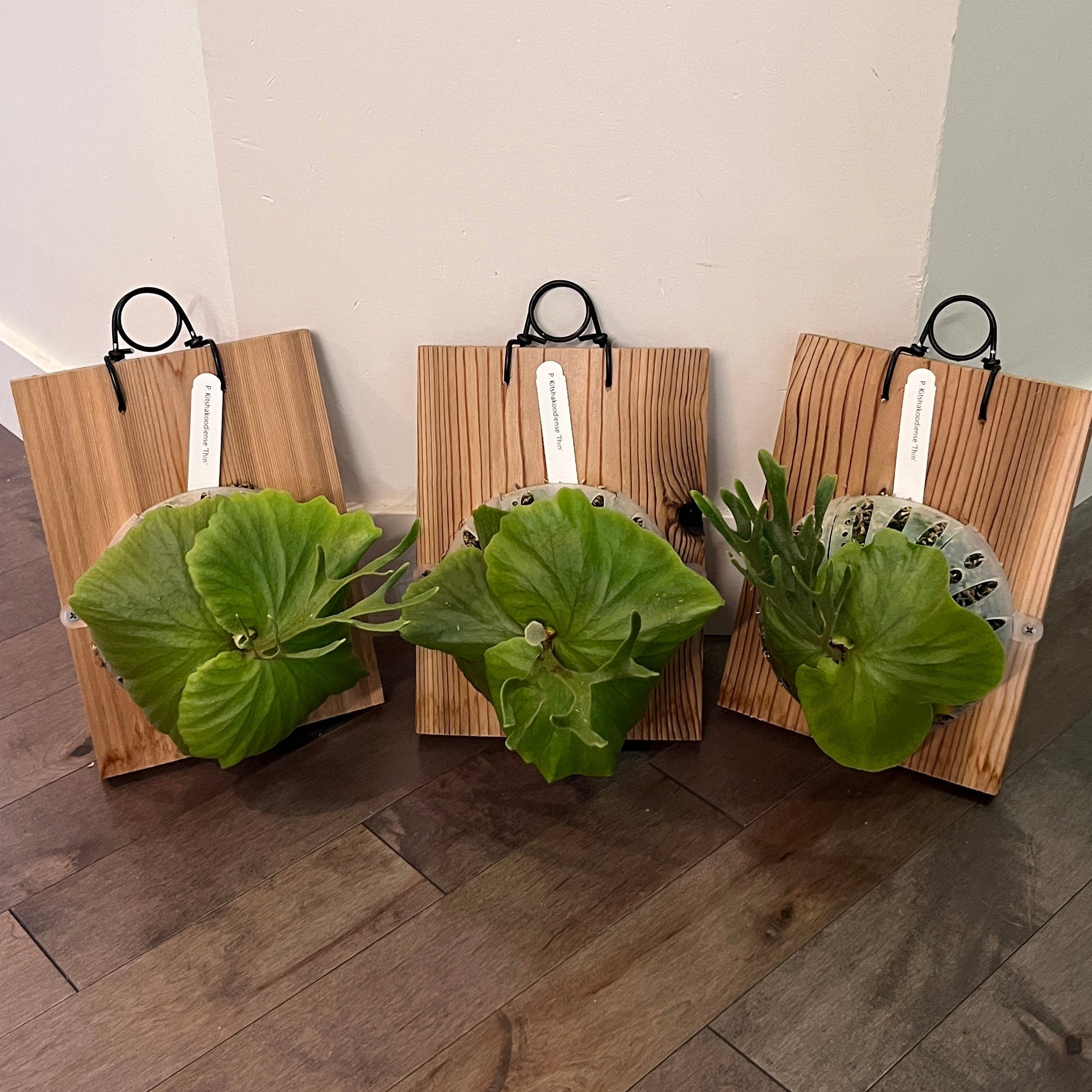 Three wooden cutting boards with green leaves on a wooden floor.