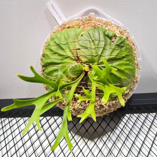 Ridleyi "Pakarang" - Coral Form Staghorn