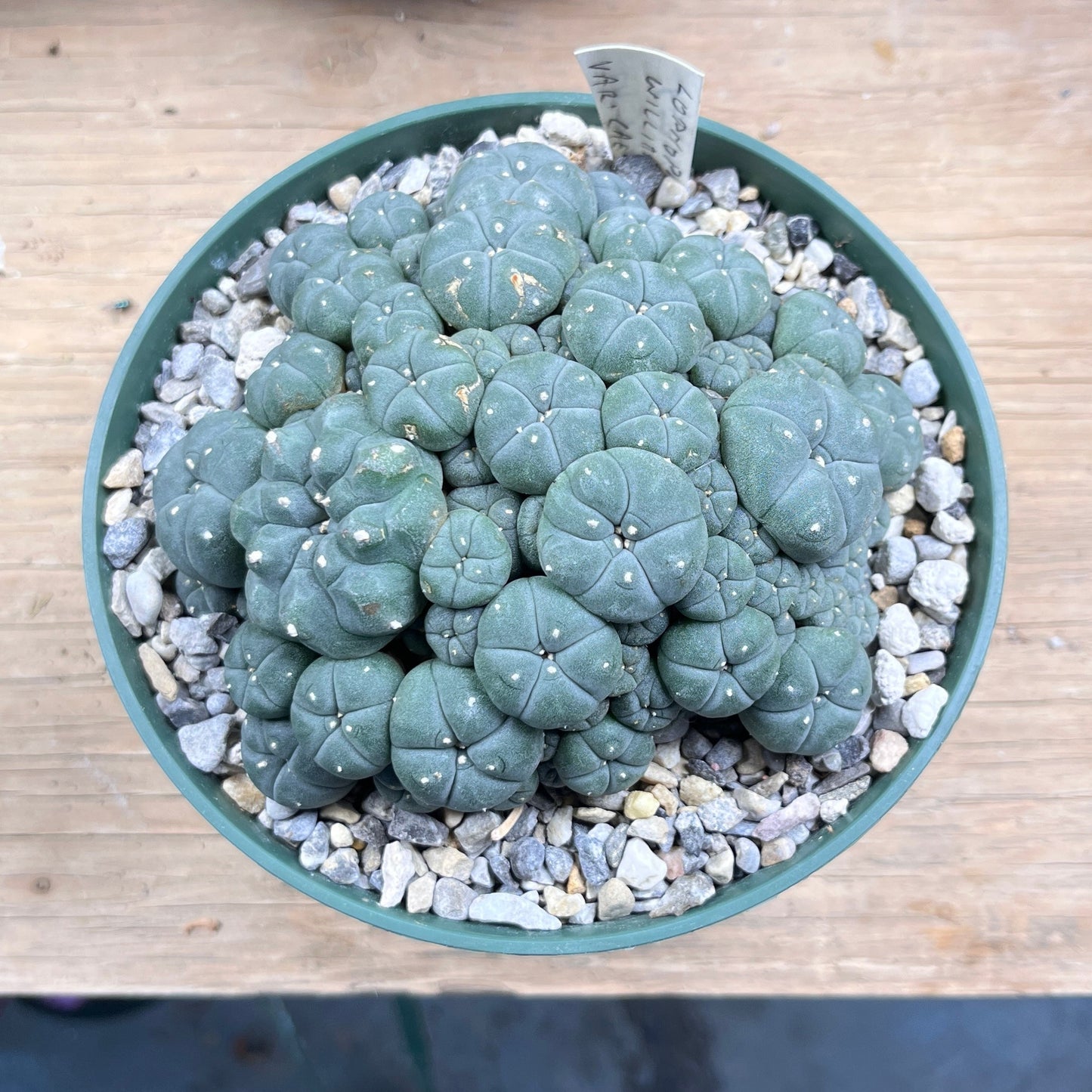 Lophophora williamsii var. caespitosa - The Desert's Secret Society