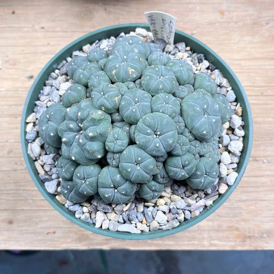 Lophophora williamsii var. caespitosa - The Desert's Secret Society