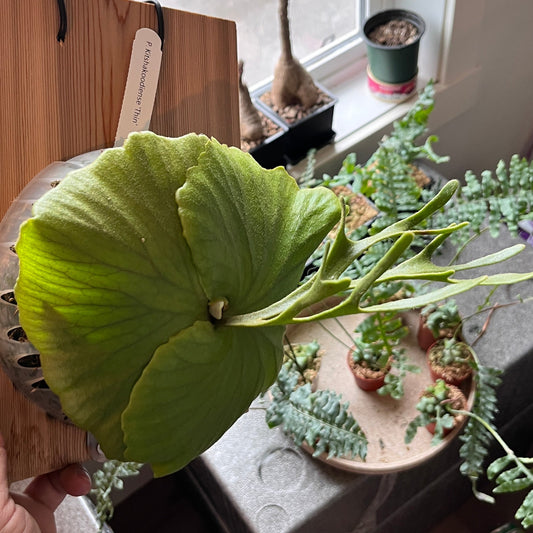 Platycerium Kitkashkood “thin” Staghorn Fern 4"