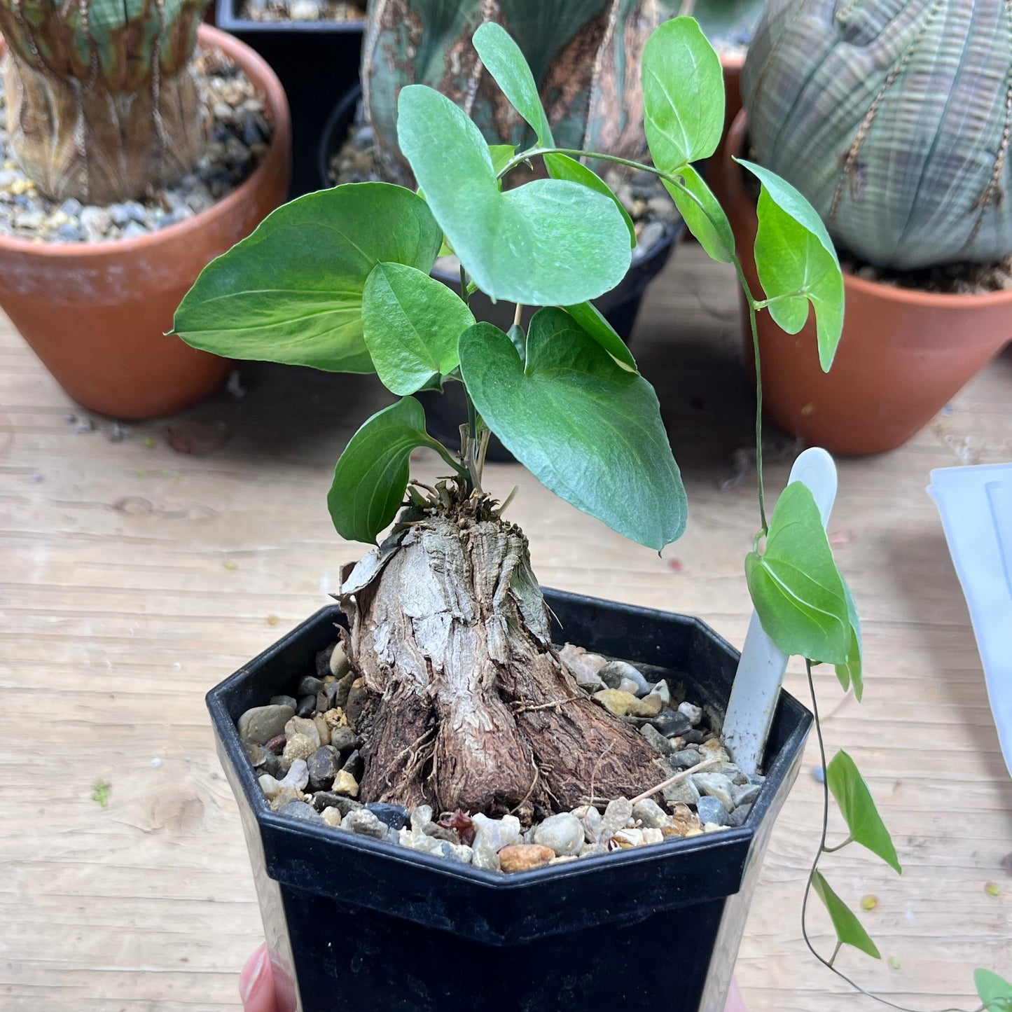 Dioscorea hemicrypta - The Underground Magician's Greatest Trick