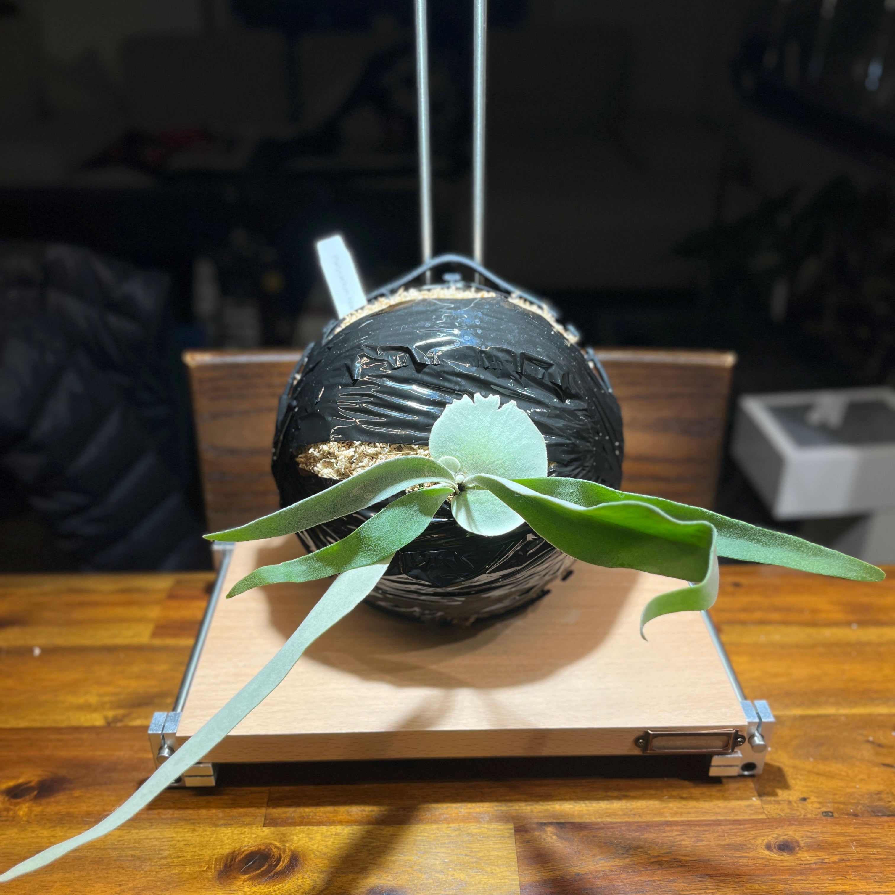 Monkey North – Platy & Co