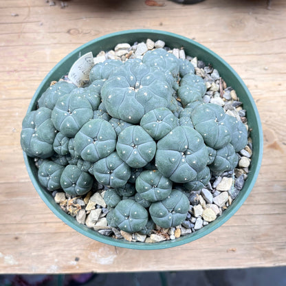 Lophophora williamsii var. caespitosa - The Desert's Secret Society