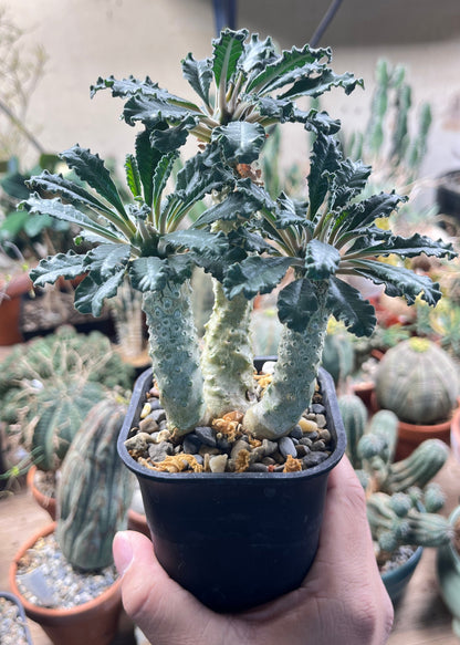 Dorstenia lavrani: The Lost Grove of Taba’a