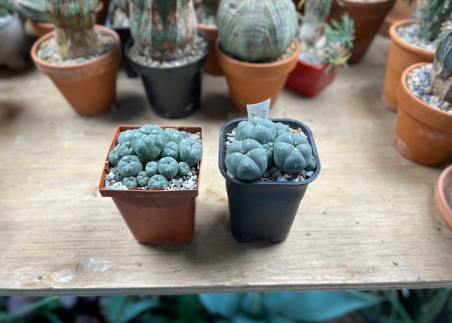 Lophophora williamsii var. caespitosa - The Desert's Secret Society