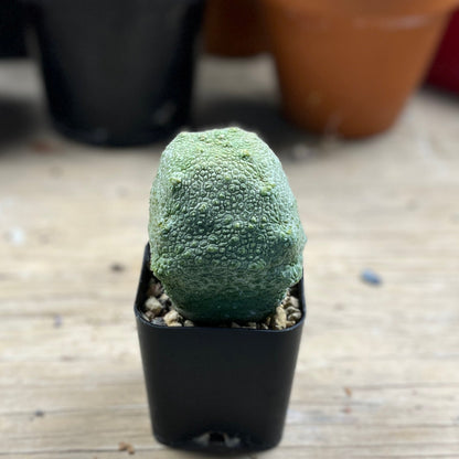 Pseudolithos cubiformis