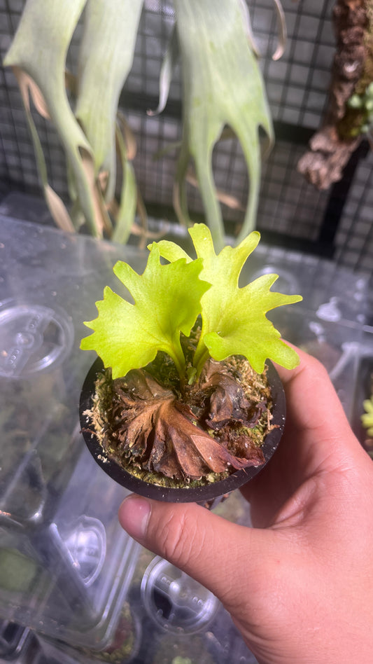 Platycerium Ridleyi “Monkey King” Staghorn Fern 4"
