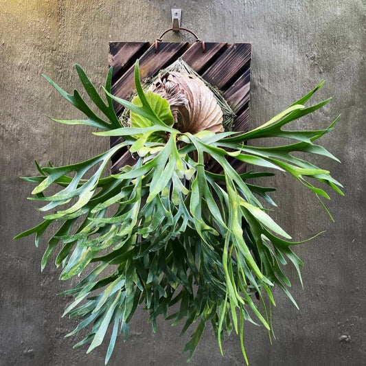 mounted platycerium kitshakood staghorn fern 