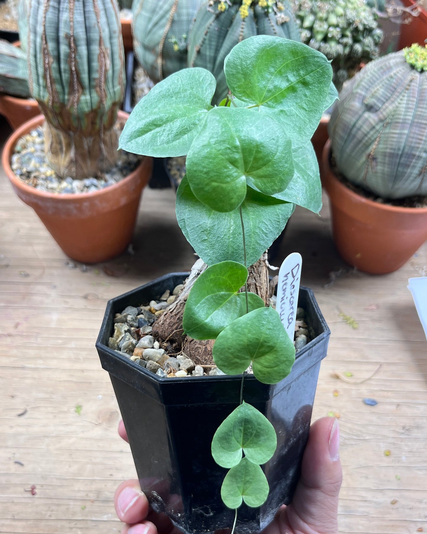 Dioscorea hemicrypta - The Underground Magician's Greatest Trick