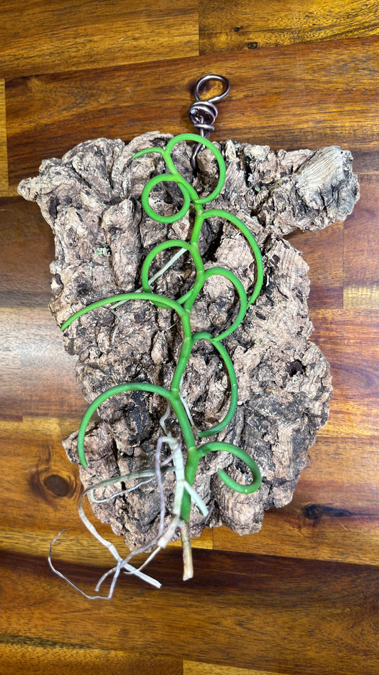 Cleisostoma arietinum “Olympic Rings”