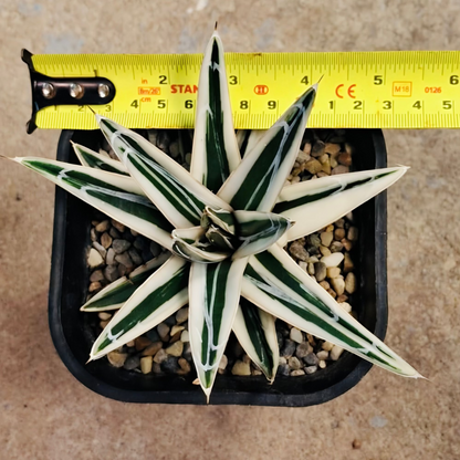 Agave victoriae reginae “white rhino”
