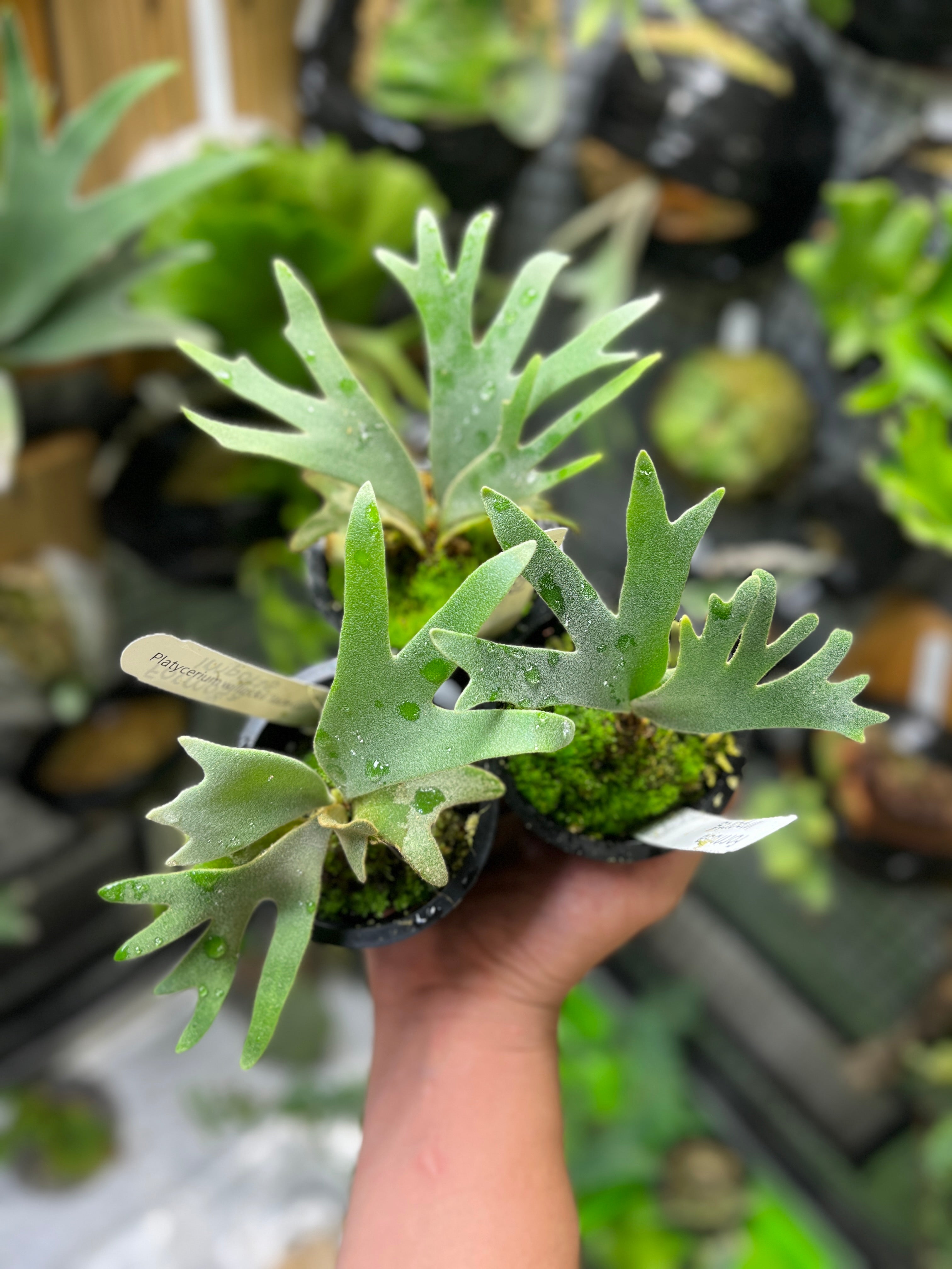 Den. cucumerinum＆willnckii Jade Girl＆ Platycerium Willinkii “Jade Girl” Staghorn Fern 2.5