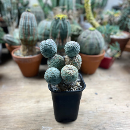 Tephrocactus geometricus: The Architect's Cactus