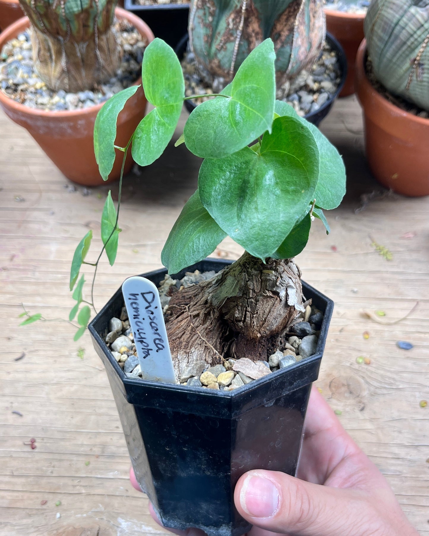 Dioscorea hemicrypta - The Underground Magician's Greatest Trick