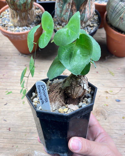 Dioscorea hemicrypta - The Underground Magician's Greatest Trick