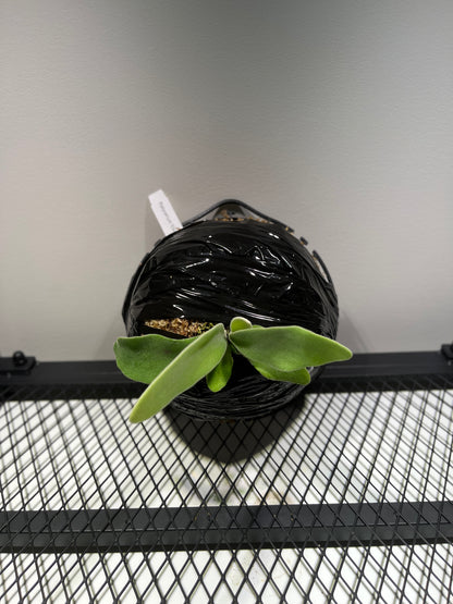 Elsa - Snow Queen Staghorn