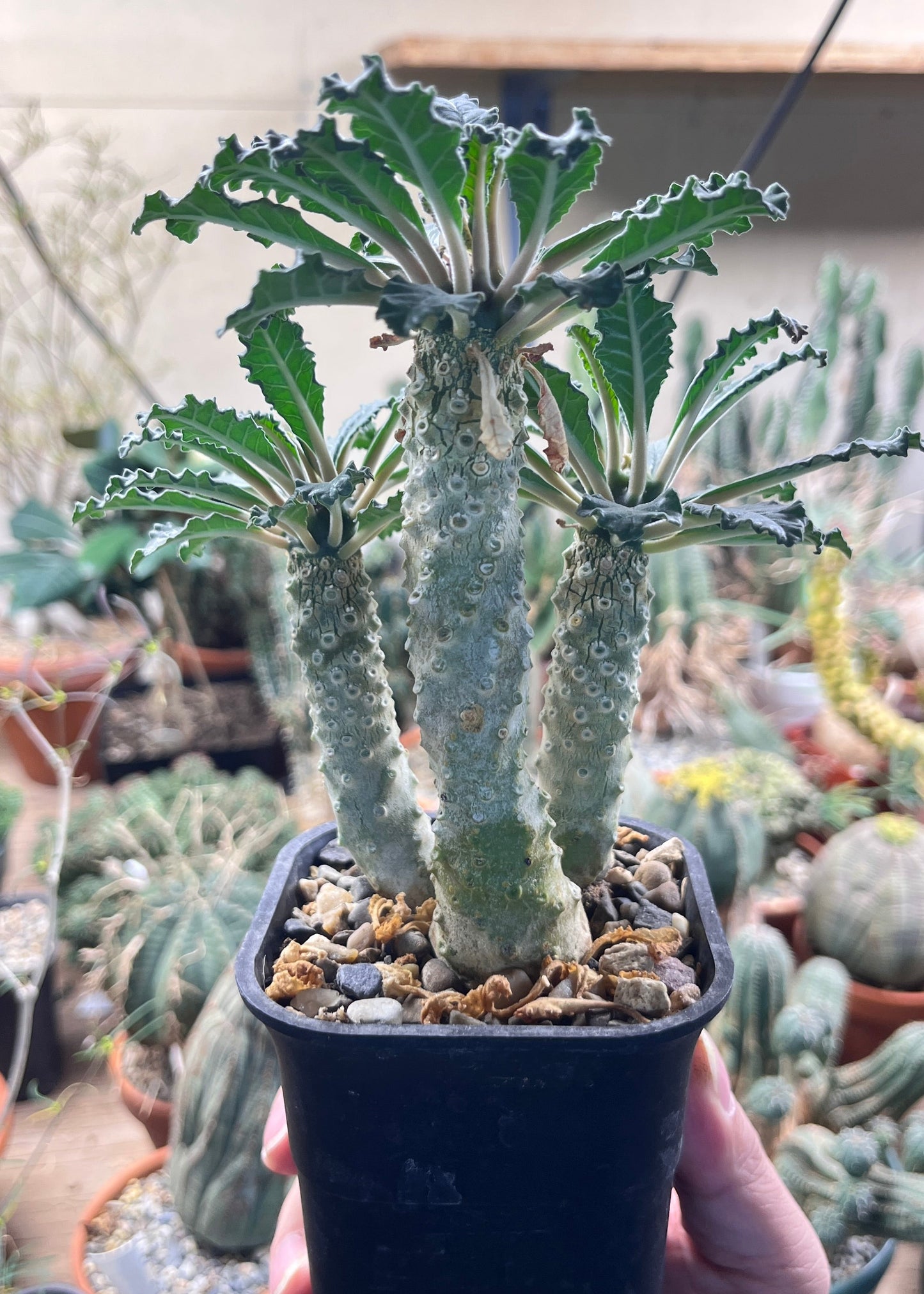 Dorstenia lavrani: The Lost Grove of Taba’a