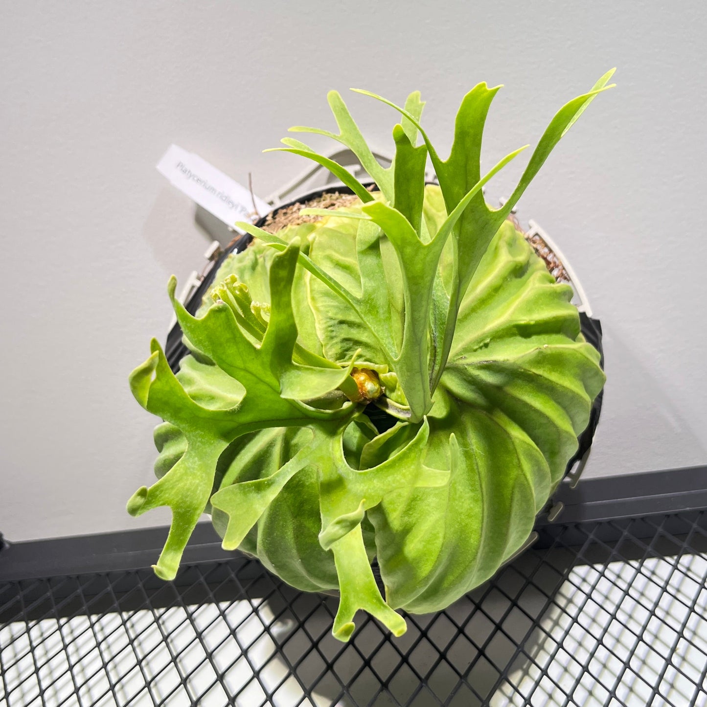 Ridleyi "Pakarang" - Coral Form Staghorn