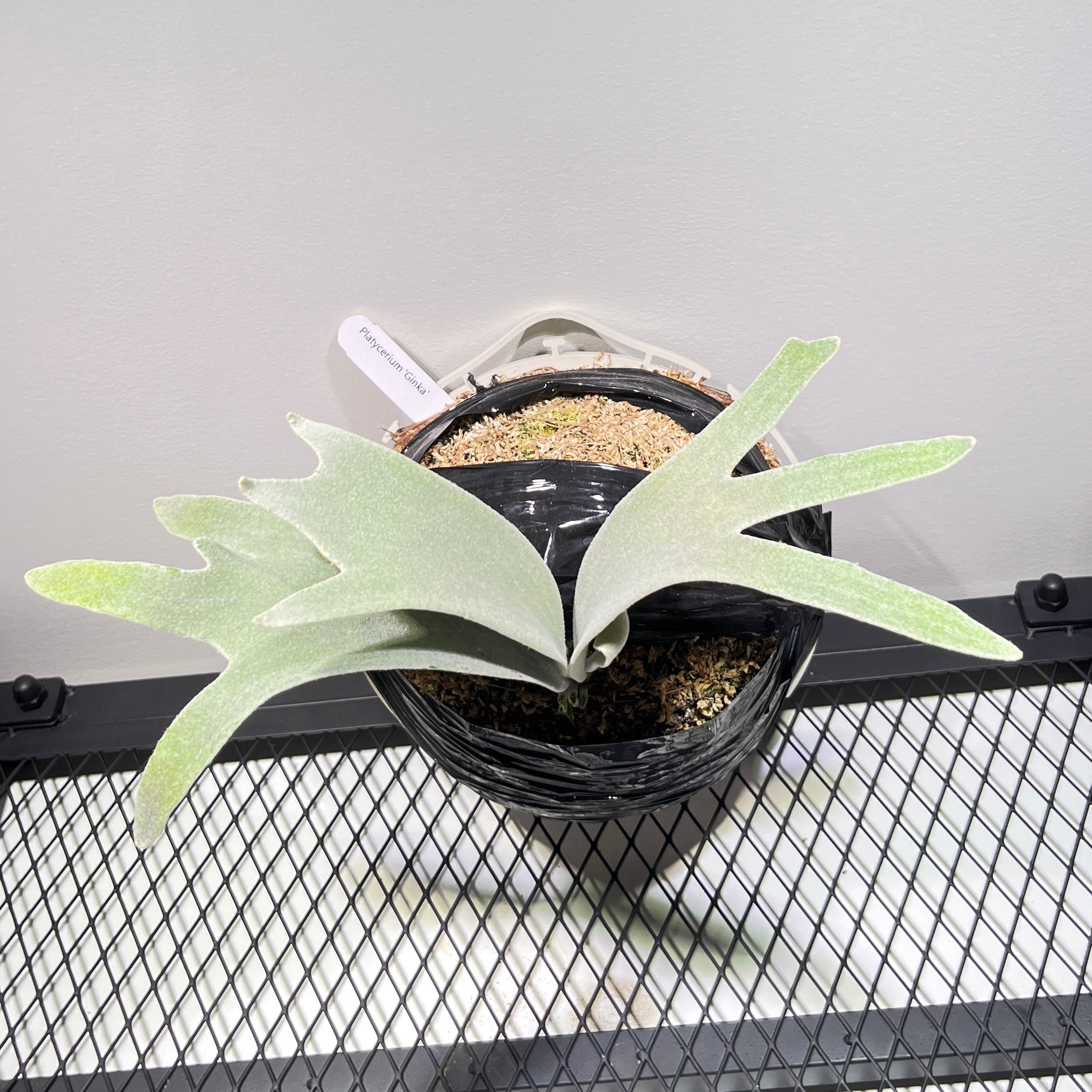 Ginka – Platy & Co