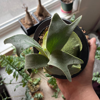 Person holding a staghorn fern in front of a window with other plants in the background