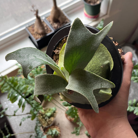 Person holding a staghorn fern in front of a window with other plants in the background